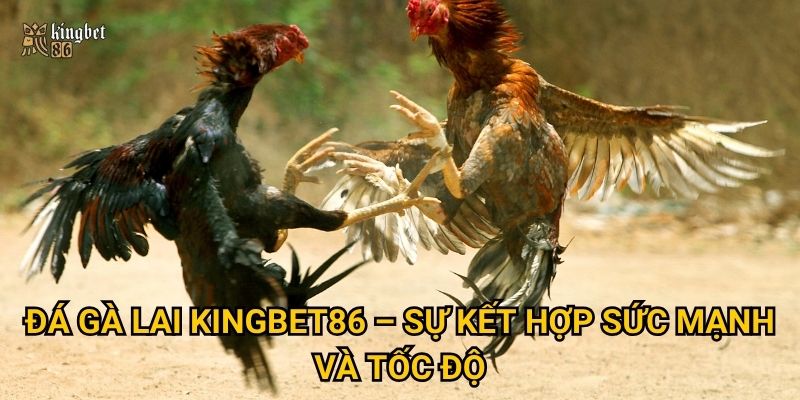 Đá gà lai Kingbet86 có thực sự mang lại tỷ lệ thắng cao? 2 Đá gà lai Kingbet86 – Sự kết hợp sức mạnh và tốc độ