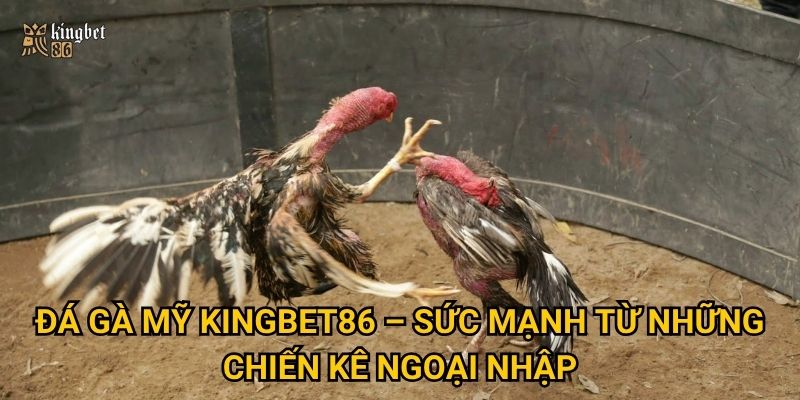 Đá gà Mỹ Kingbet86 – Có gì khác biệt so với đá gà truyền thống? 2 Đá gà Mỹ Kingbet86 – Sức mạnh từ những chiến kê ngoại nhập