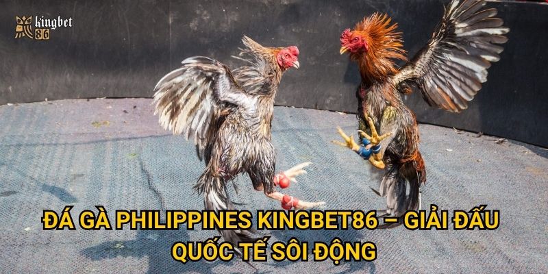 Đá gà Philippines Kingbet86 – Nơi hội tụ những trận đấu mãn nhãn? 2 Đá gà Philippines Kingbet86 – Giải đấu quốc tế sôi động