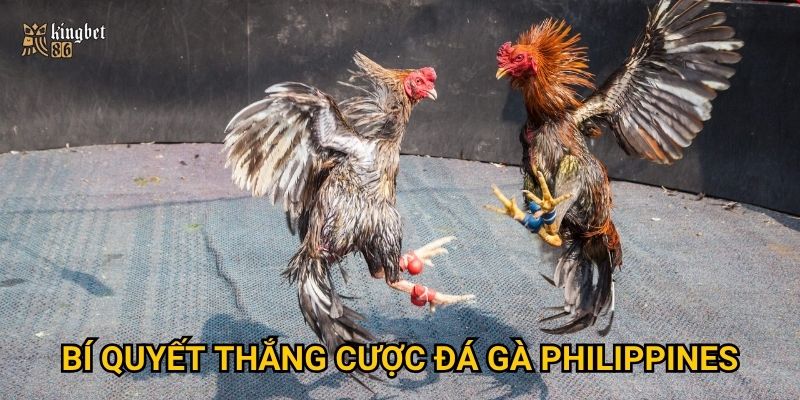 Đá gà Philippines Kingbet86 – Nơi hội tụ những trận đấu mãn nhãn? 3 Bí quyết thắng cược đá gà Philippines