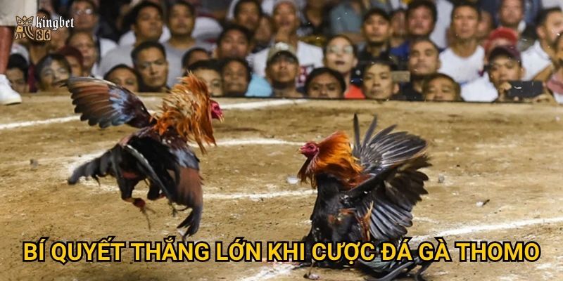 Đá gà Thomo Kingbet86 có gì đặc biệt thu hút dân chơi cá cược? 3 Bí quyết thắng lớn khi cược đá gà Thomo